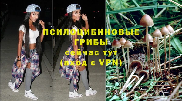 прущие грибы Дмитровск